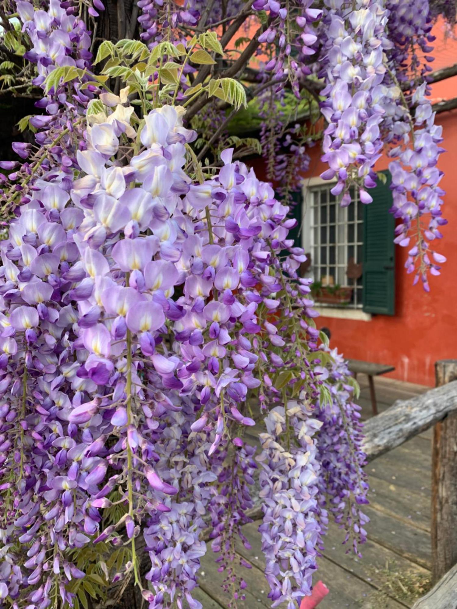 Fattoria Amelia Villa Santa Caterina  Exteriör bild